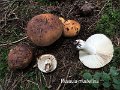 Russula mustelina-amf1645-1
